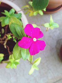 Close-up of pink flower blooming in garden