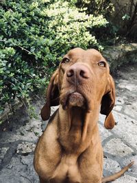 Close-up portrait of a dog