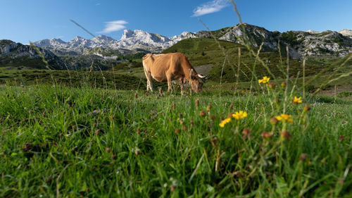 Horses in a field