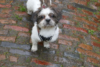High angle portrait of dog standing on brick wall