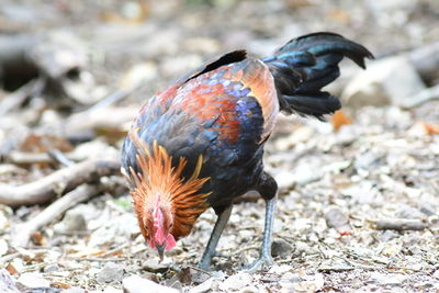 Close-up of bird