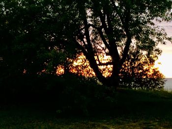 Silhouette trees on field against sky at sunset