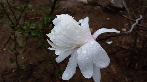 Close-up of white flowers