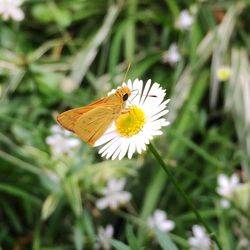 Close-up of butterfly pollinating flower