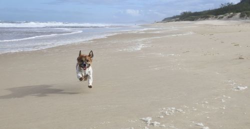 Dog running on beach