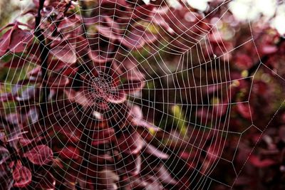 Close-up of spider web