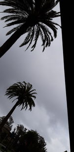 Low angle view of palm trees against sky