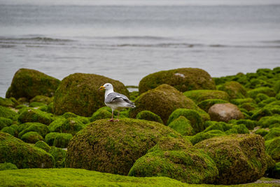 View of seagulls perching on rock by sea