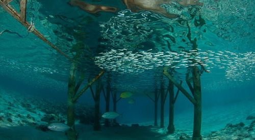 View of fish swimming in sea