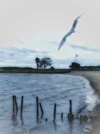 Birds flying over sea against sky