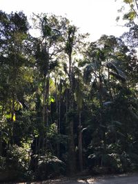 Low angle view of trees in forest against sky