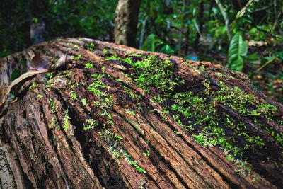 Close-up of tree trunk in forest