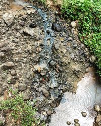 High angle view of lizard