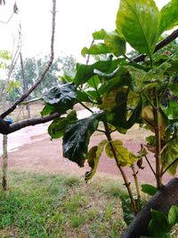 Close-up of leaves growing on tree