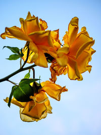 Low angle view of yellow flowering plant against sky