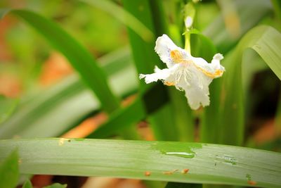 Close-up of white flowering plant
