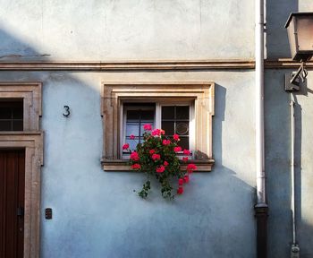 Potted plant against window of building