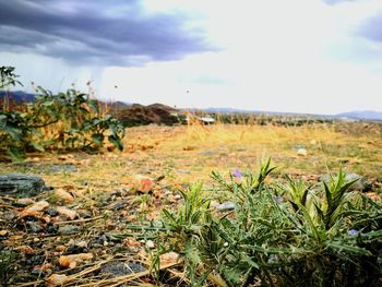 Close-up of wildflowers growing on field against sky