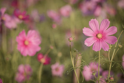 Close-up of pink cosmos flowers