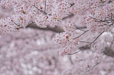 Low angle view of cherry blossom growing on tree