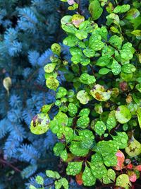 Close-up of plants