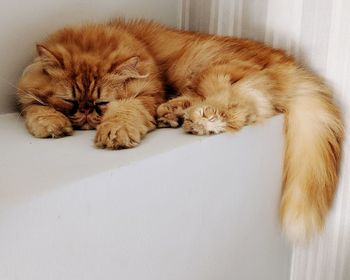 Cat sleeping