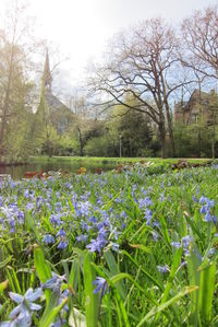 View of flowering plants on field