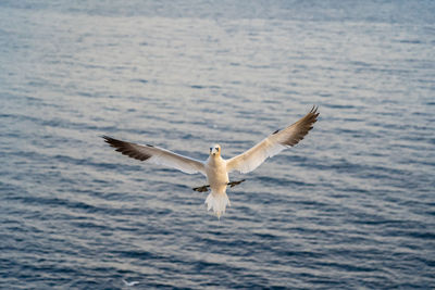 Seagull flying over sea