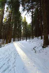 Snow covered land amidst trees in forest