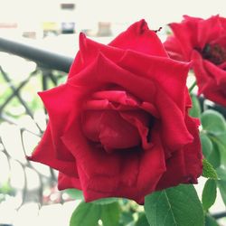 Close-up of red rose blooming outdoors