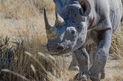 Close-up of black rhinoceros walking in arid landscape of etosha national park, namibia