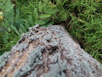 High angle view of lizard on rock