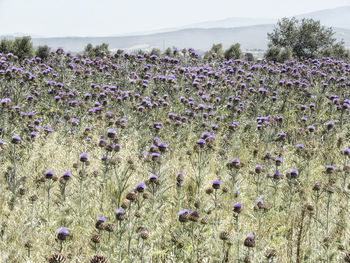 View of flowers growing in field