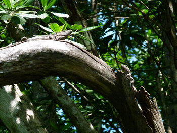 Low angle view of tree against sky