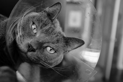 Close-up of cat looking away