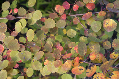 High angle view of leaves growing on plant