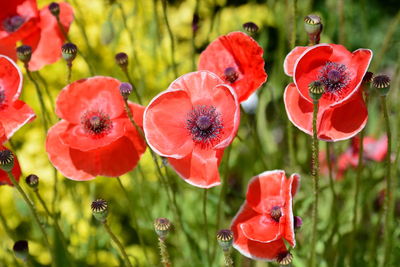 Close-up of red poppy flowers