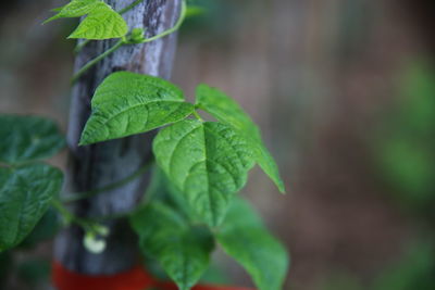 Close-up of fresh green leaves