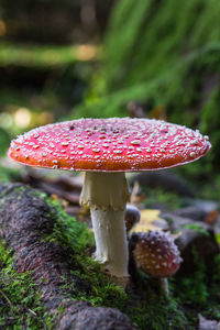 Close-up of fly agaric mushroom