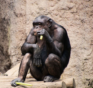 Portrait of monkey sitting outdoors