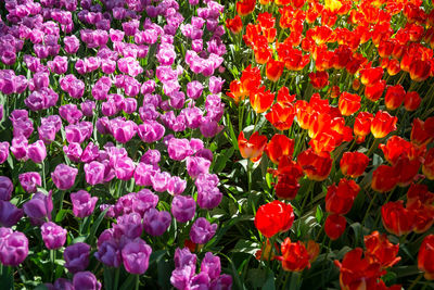 Full frame shot of pink flowering plants