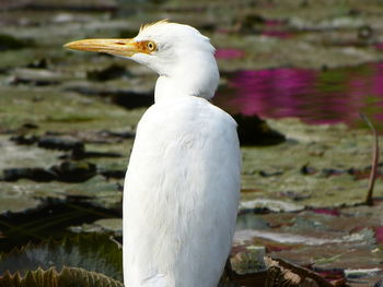 Close-up of white heron perching on riverbank