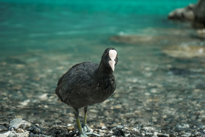 Bird on rock