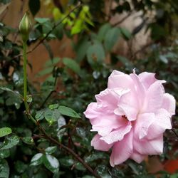 Close-up of pink flowers