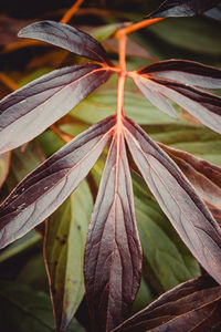 Close-up of autumnal leaves