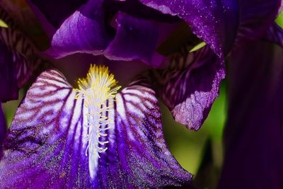 Purple iris gates of uncharted paradise