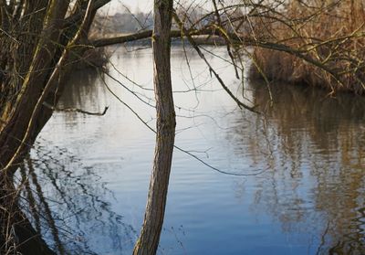 Reflection of trees in lake