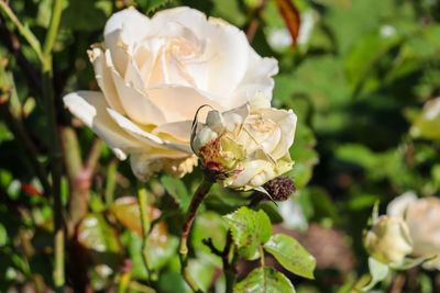 Close-up of white rose