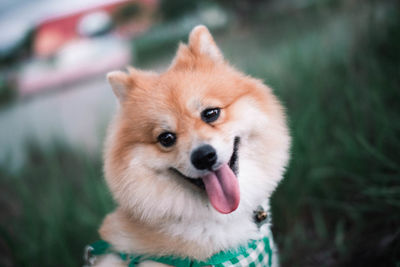 Close-up portrait of a dog