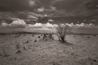 Scenic view of grassland against sky